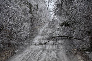 Bir buz fırtınasından zarar görmüş ağaçlarla dolu bir köy yolu.