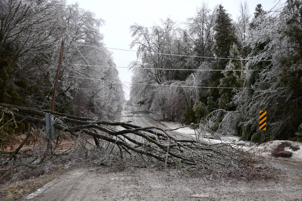 Загородная дорога, изобилующая упавшими деревьями, поврежденными ледяной стеной