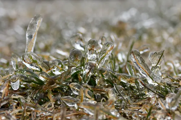 Kalın bir buz tabakası, bir buz fırtınası sırasında çimenleri ve zemin yüzeylerini kaplar.