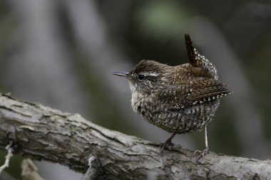 Kış Wren orman zemininde düşen sedir ağaçları boyunca tırmanır.