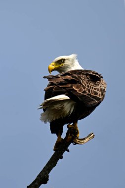 Nehrin kıyısındaki ölü bir ağaca tünemiş bir Amerikan Kel Kartalları. 