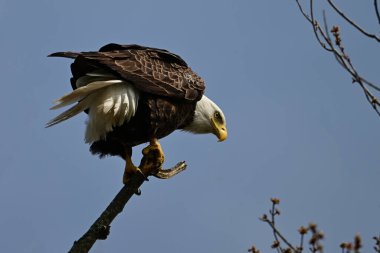 Nehrin kıyısındaki ölü bir ağaca tünemiş bir Amerikan Kel Kartalları. 