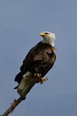 Nehrin kıyısındaki ölü bir ağaca tünemiş bir Amerikan Kel Kartalları. 