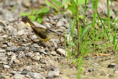 Renkli bir Amerikan Redstart Warbler kuşunun yakınında ormanın bir dalına tünemiş duruyor.