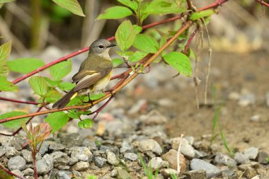 Renkli bir Amerikan Redstart Warbler kuşunun yakınında ormanın bir dalına tünemiş duruyor.