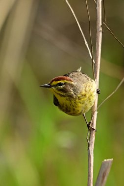 Dal üzerine tünemiş renkli palmiye bülbülü 