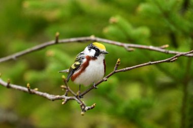 Renkli erkek Kestane Taraflı Warbler üreme renklerini gösteriyor