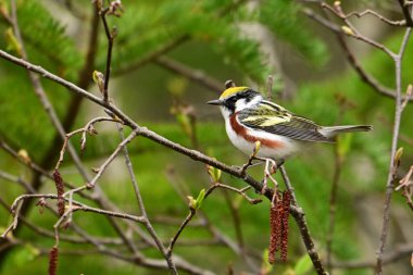 Renkli erkek Kestane Taraflı Warbler üreme renklerini gösteriyor