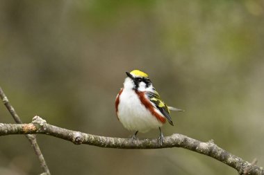 Renkli erkek Kestane Taraflı Warbler üreme renklerini gösteriyor