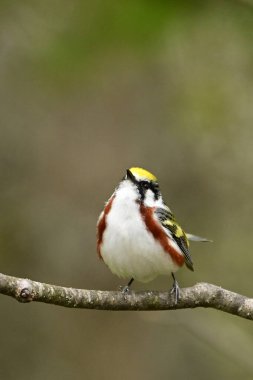 Renkli erkek Kestane Taraflı Warbler üreme renklerini gösteriyor