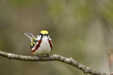 Renkli erkek Kestane Taraflı Warbler üreme renklerini gösteriyor