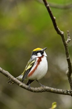 Renkli erkek Kestane Taraflı Warbler üreme renklerini gösteriyor