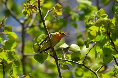 Erkek Blackburnian bülbülü başımızın üstündeki bir dala tünemiş.