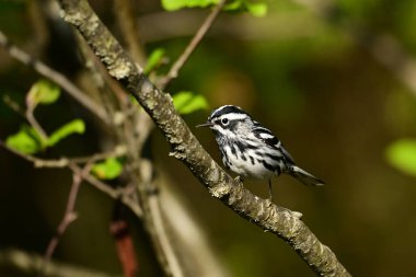 Siyah ve Beyaz bülbül bir dala tünemiş. 