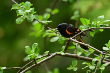 Erkek Amerikan Redstart bülbülü bir çayırın kenarında ötüyor.