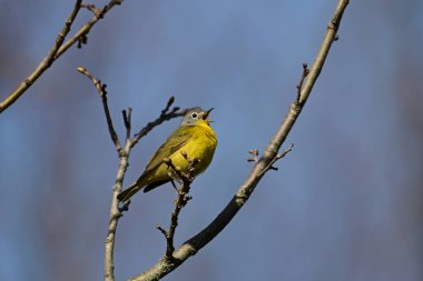 Nashville Warbler kuşu ağaçların tepesinden şarkı söylüyor.
