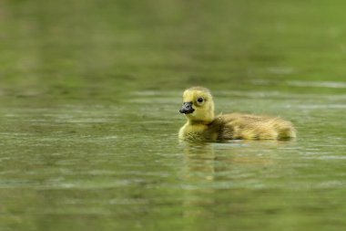 Yavru Kanada Kaz sessiz gölde yüzüyor