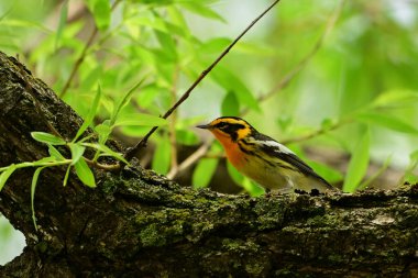 Erkek renkli Blacburnian ötleğen kuşu yosun kaplı bir dala tırmanır.