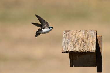 Yuva kutusunda uçan bir ağaç kırlangıcının bahar sahnesi