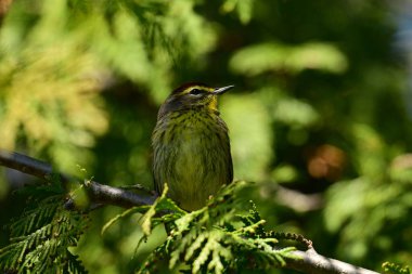 Renkli Palm Warbler kuşu bir sedir ağacına tünemiş.