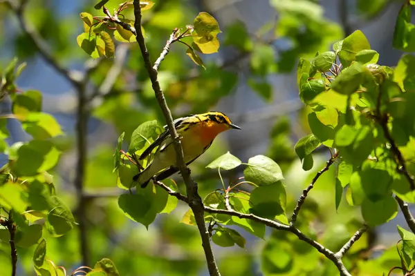 Erkek Blackburnian bülbülü başımızın üstündeki bir dala tünemiş.