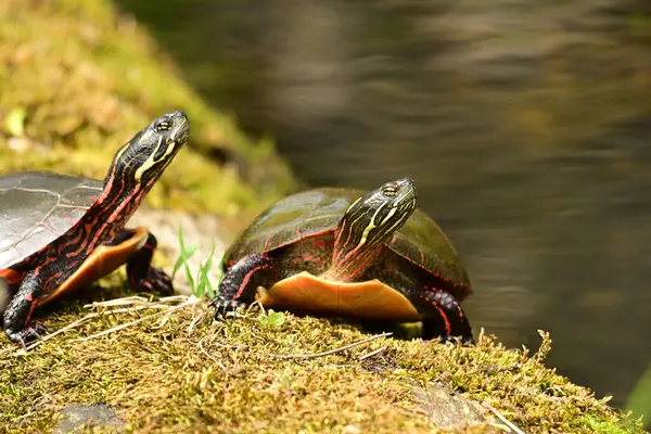 Boyalı Kaplumbağalar sıcak yazın tadını yosun kaplı bir kütükte çıkarırlar.