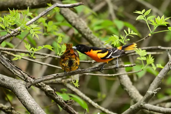 Bahar sahnesinde erkek ve dişi Baliu Oriole kur yapma davranışı sergiliyor.