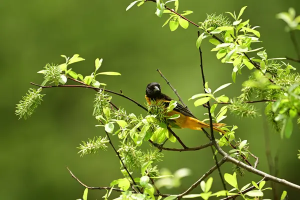 Erkek renkli Balitmore Oriole kuşu bir dala tünemiş.