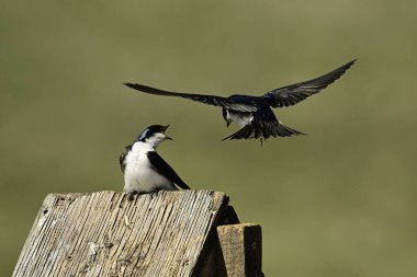 Bahar sahnesinde iki erkek ağaç kırlangıcı bir kuş evinde bölge için kavga ediyor.
