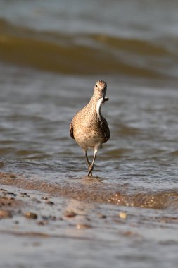 Bir Willet sahil kuşu su kenarına yakın bir yerde balık yakalar.