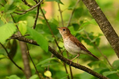 Bir Veery Thrush ormana tünemiş şarkı söylüyor