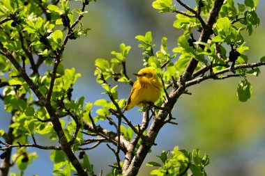 Şirin sarı ötleğen kuşu bir çalılığa tünemiş etrafa bakıyor.