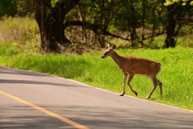 Yol tehlikeleri, geyik yolu.