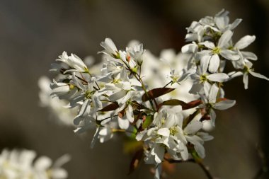 Beyaz elma çiçeğinin bir dalı. 