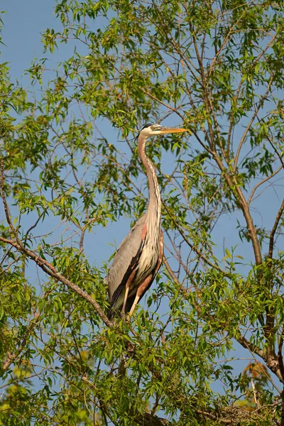Büyük mavi balıkçıl kuşu nehir kenarında tünemiş bir ağaçta oturur.