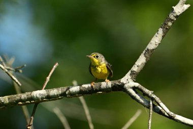 Dişi ya da genç bir Kanada Warbler 'ı ormanda bir dalda oturuyor.