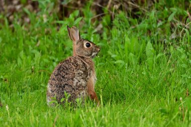 Vahşi Doğu Pamuk Kuyruklu Tavşan Yapraklı sebze yiyor