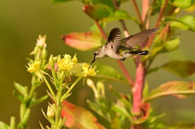 Dişi bir yakut boğazlı sinekkuşu yabani akşam çiçeğinden nektar topluyor.