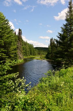 Bir çam ormanının içinden geçen uzak bir gölün yaz sahnesi.