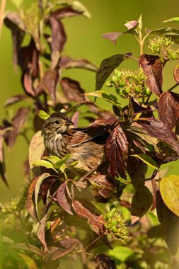 Bataklık Serçesi çalıların arasına saklanmış.