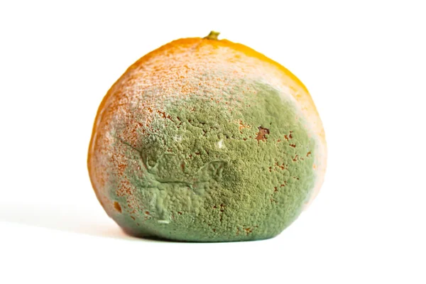 Mandarina Bolorenta Isolada Sobre Fundo Branco Frutas Podres Desperdiçar Conceito — Fotografia de Stock