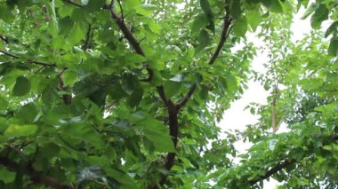 Bahçedeki dut ağacı. Rüzgarda sallanan ağaç yaprakları.