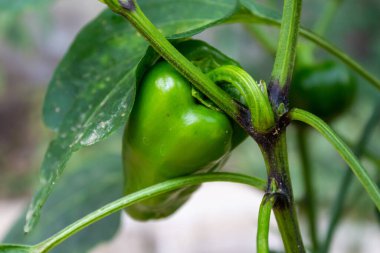 Bahçede yeşil biber. Sebze yetiştiriyorum.