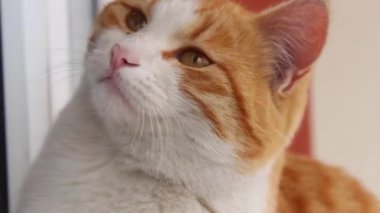 Sevimli turuncu kedinin yakın çekim görüntüleri..