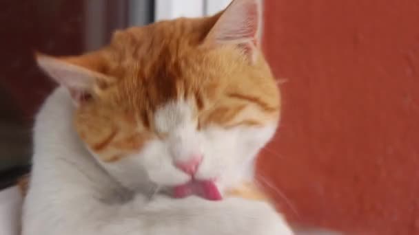 오렌지 고양이는 자신의 핥는다 귀여운 고양이의 영상을 클로즈업 — 비디오