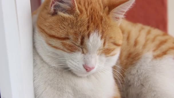 귀여운 오렌지 고양이의 — 비디오