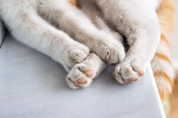 Cat paw. Close up photo of white cat\'s dirty paw. Kitty sleeping.