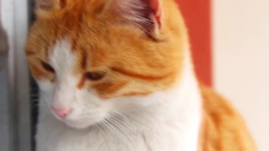 Sevimli turuncu kedinin yakın çekim görüntüleri..