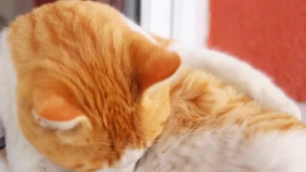 Orange Cat Licking Its Own Fur Close Footage Adorable Cat — Stock Video
