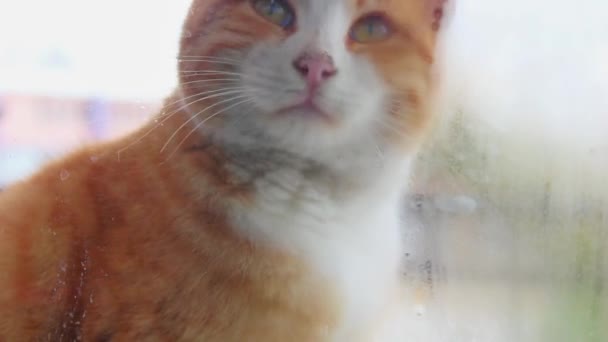 Bir Kış Günü Sisli Pencereden Eve Bakan Sokak Kedisi — Stok video